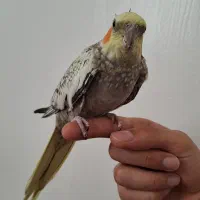 عروس هلندی طوطی|پرنده|باغستان, |دیوار