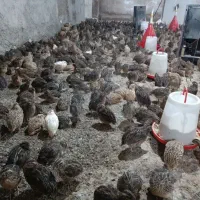 فروش بلدرچین زنده سنگین وزن و ارگانیک