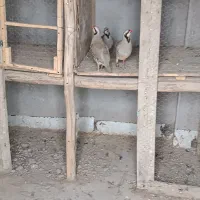 قفس چوبی چوب روس|لوازم جانبی حیوانات|اصفهان, ستار|دیوار