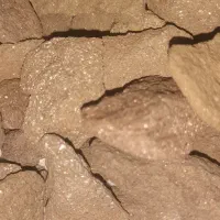 شهاب سنگ طلا|جواهرات|گرگان, |دیوار