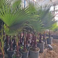 پالم واشنگتن تنه قرمز|خدمات باغبانی و درختکاری|برخوار, |دیوار