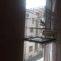 سهره نر مست بخون دهندار اماده به جفت|پرنده|تهران, شهادت|دیوار