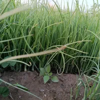 نشا پیاز مینروا