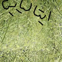 یونجه خرد شده استریل برای جوندگان