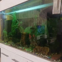 آکواریوم شیشه خم کارخانه ای