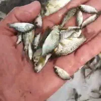 انواع بچه ماهی گرمابی کپور امور