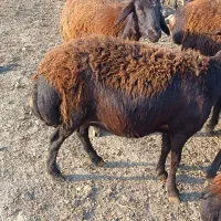 گوسفند|حیوانات مزرعه|سلماس, |دیوار