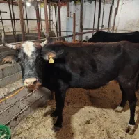 فروش گاو با گوساله. و گاو ابستن|حیوانات مزرعه|نوشهر, |دیوار