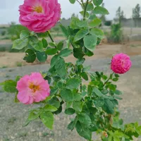 فروش خانه ویلایی ۸۰ متری ۱ خوابه در مورچه خورت