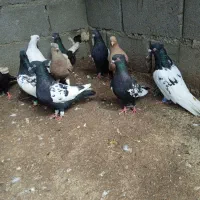 کبوتر دوری|پرنده|رامشیر, |دیوار