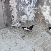 کفتر هوایی نر،در چخ،سار آلمانی ماده،نورافکن،|پرنده|مشهد, کوی دروی|دیوار