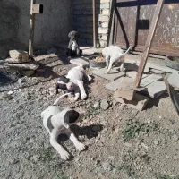 توله سگ بولی|سگ|خلخال, |دیوار