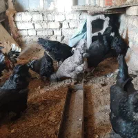 مرغ تخم گذار و زینتی