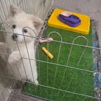 واگذاری سگ میکس پامر اشپیز