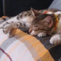 واگذاری گربه نَر(پسر)۷ ماهه