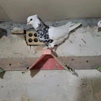 طوقی|پرنده|گنبد کاووس, |دیوار