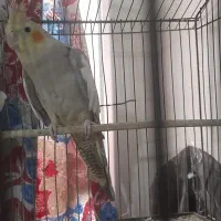 عروس هلندی ماده مست مست