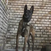 نیازمند نر بلژین مالینویز جهت کشش