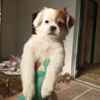 توله سگ فروشی|سگ|گنبد کاووس, |دیوار