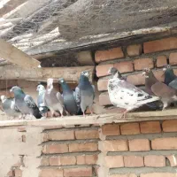 کبوتر مسافتی