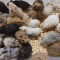 همستر ، رت ، موش سوری