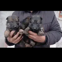 سگ ژرمن شولاین ماده