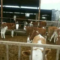 میدان دام ترکمن صحرا بندر ترکمن|خدمات حمل و نقل|بندر ترکمن, |دیوار