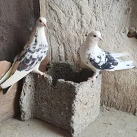 کبوتر پرشی|پرنده|اصفهان, سلطان‌آباد|دیوار