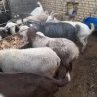 خریدفروش ومعاوضه گوسفند|حیوانات مزرعه|یزد, |دیوار