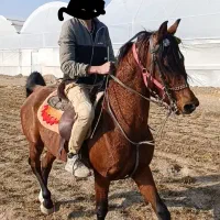 اسب|اسب و تجهیزات اسب‌سواری|تهران, مولوی|دیوار