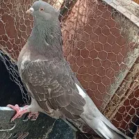 موشی ملقب گره