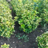 شمشاد طلایی زمینی|گل و گیاه طبیعی|رودسر, |دیوار