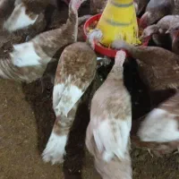 بوقلمون تخمگذار بوربون|حیوانات مزرعه|کلاشی, |دیوار