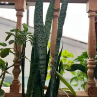 انواع گل های آپارتمانی|گل و گیاه طبیعی|رحیم‌آباد, |دیوار