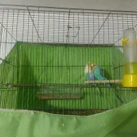 مرغ عشق|پرنده|کرج, فاز ۵ مهرشهر|دیوار