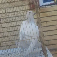 گوک و معلقی|پرنده|بم, |دیوار