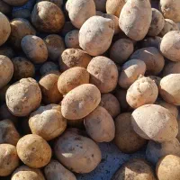 فروش سیب زمینی سانتا|خدمات باغبانی و درختکاری|تهران, پارک شهر|دیوار