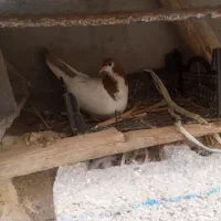 کبوتر خوب|پرنده|خورموج, |دیوار