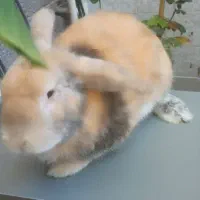 خرگوش ناز|موش و خرگوش|رشت, جانبازان|دیوار