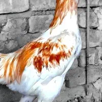 خروس لاری نوک طوطی تاجمهر (حراج).