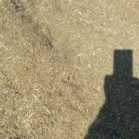 کاه لوبیا سبز