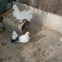 کبوتر دم چتری|پرنده|اصفهان, امیرعرب|دیوار