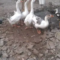 فروش غاز نژاد خالماگوری 6 ماهه