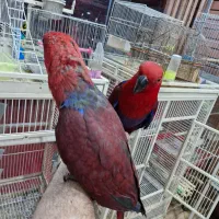 طوطی اکالکتوس ماده پرورشی اصفهان سوپر رام|پرنده|اصفهان, حسین‌آباد|دیوار