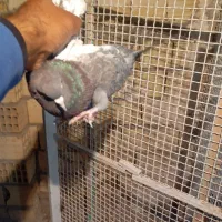 سین سبز|پرنده|رفسنجان, |دیوار