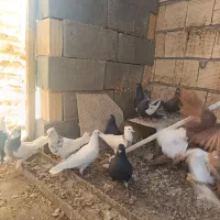 دسته کبوتر رنگی|پرنده|شهرضا, |دیوار