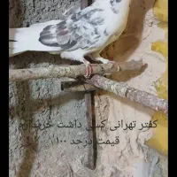 کفتر تهرانی