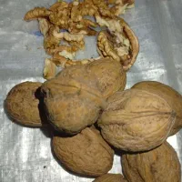 گردو معاوضه با برنج.چمپا وشمیم ..فجر|خوردنی و آشامیدنی|دهدشت, |دیوار