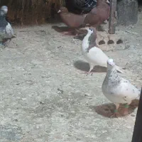 کبوتر|پرنده|مشهد, کلاته برفی|دیوار