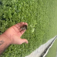 سلام ۲۰هزارتا نشاع هندونه دمارو گلخونه نور دوست جم